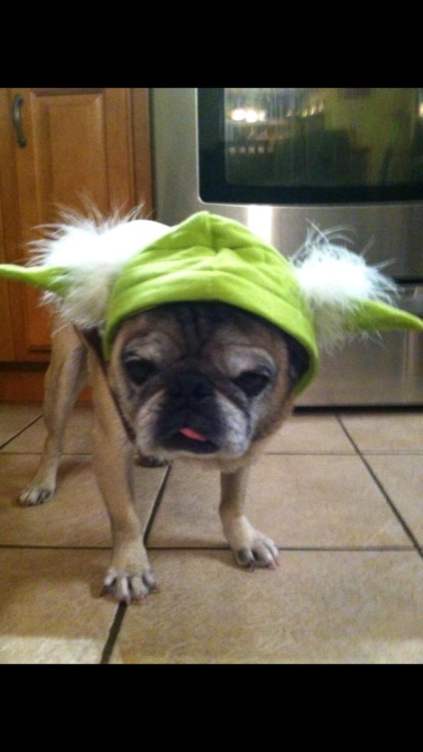 /images/uploads/pug nation rescue of los angeles/2018pugnation/entries/6114thumb.jpg